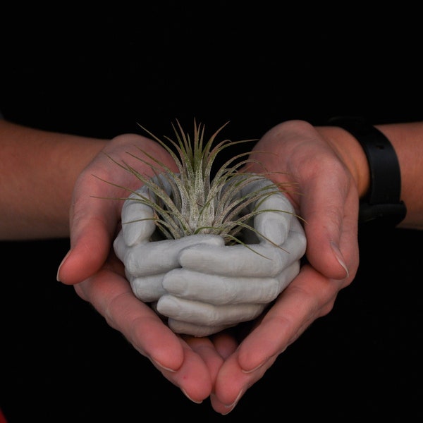 Cupped Hands Bowl | Hands Planter | Air Plant Holder | Heart | Catchall | Ring Jewelry Holder | Trinkets Dish | Hand Sculpture