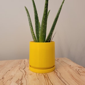May include: A green aloe vera plant in a bright yellow ceramic pot. The pot has a matching yellow saucer.