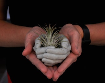 Cupped Hands Bowl Hands Planter Air Plant Holder Heart Catchall Ring Jewelry Holder Trinkets Dish Hand Sculpture