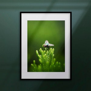 Green Fly Printable Wall Art ~ Digital Download Nature Decor Photography Insect Photo Art Minimalist Printable Wall Art Plant Print
