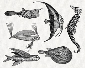 Fish Clipart, Fishing Clipart, Nautical Clipart, Fish Digital Download, Vintage Nautical Fish Illustration Ocean Clipart Colorful Fish PNG