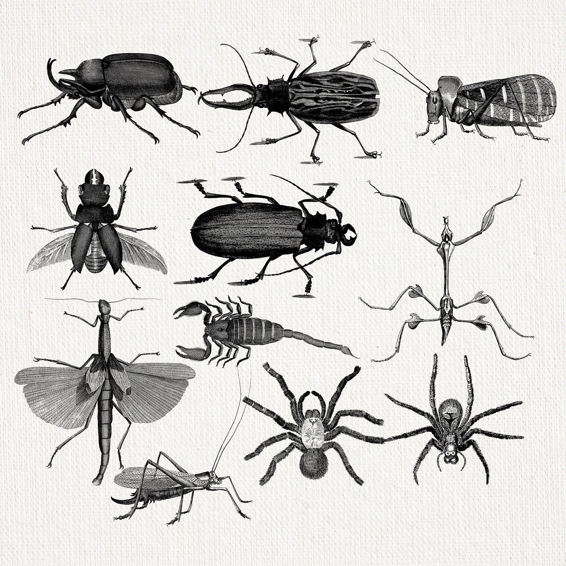 11 PNG Insect. Stock Image, Instant Download, Clip Art, House Graphic ...