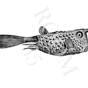 May include: A detailed black and white illustration of a boxfish. The fish has a distinctive, box-shaped body with a textured surface, a long tail, and a horn-like projection. The image is a vintage-style drawing.