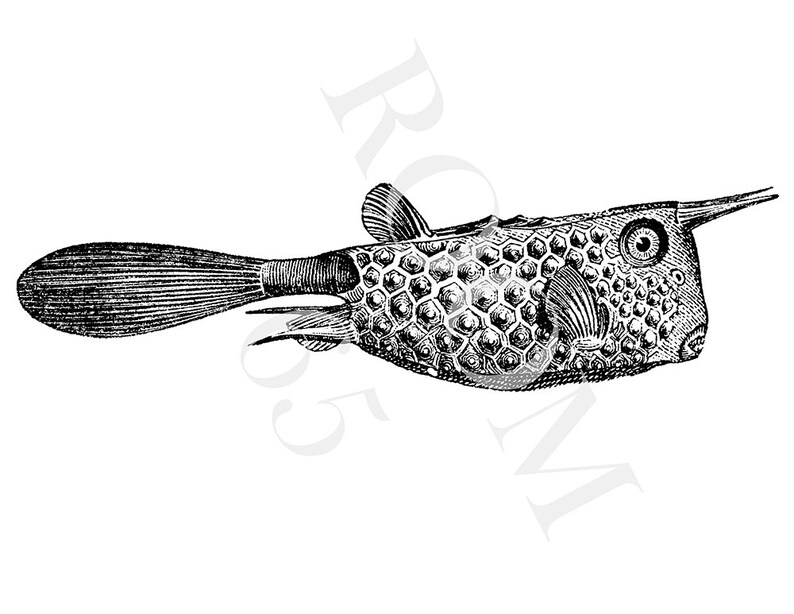 May include: A detailed black and white illustration of a boxfish. The fish has a distinctive, box-shaped body with a textured surface, a long tail, and a horn-like projection. The image is a vintage-style drawing.