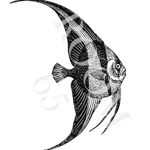 May include: A detailed black and white illustration of an angelfish. The fish features a distinctive shape with elongated fins and a striped body. The image shows the fish's eye and long, thin filaments. The artwork is set against a plain white background.