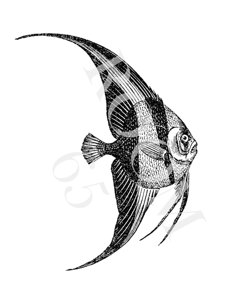 May include: A detailed black and white illustration of an angelfish. The fish features a distinctive shape with elongated fins and a striped body. The image shows the fish's eye and long, thin filaments. The artwork is set against a plain white background.