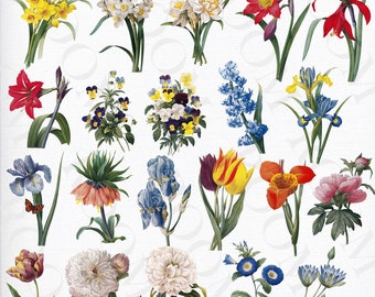 Set of 22 PNG Vintage Flowers. Vintage Botanical Clipart, Digital Illustration, Antique Art, Printable, Flower Illustration