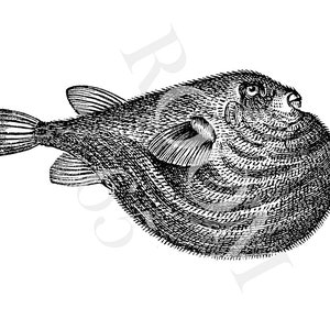 May include: A detailed black and white illustration of a pufferfish. The fish is shown in profile, with its rounded body, fins, and textured skin clearly visible. The artwork has a vintage aesthetic, suitable for nautical or marine-themed projects.