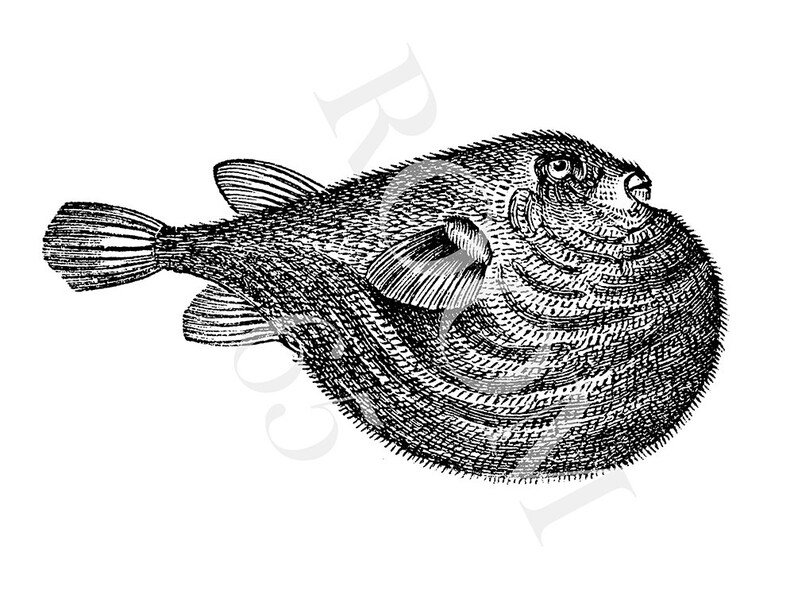May include: A detailed black and white illustration of a pufferfish. The fish is shown in profile, with its rounded body, fins, and textured skin clearly visible. The artwork has a vintage aesthetic, suitable for nautical or marine-themed projects.