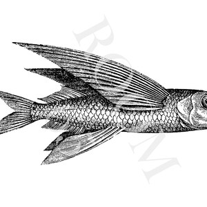 May include: A detailed black and white illustration of a flying fish. The fish is depicted with intricate scales and wing-like fins. This vintage-style drawing would be suitable for nautical or marine-themed projects.