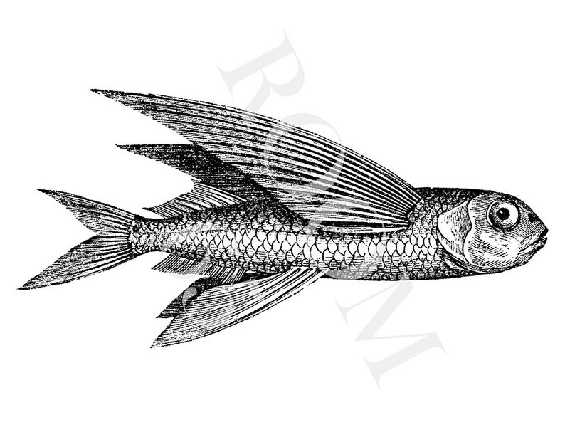 May include: A detailed black and white illustration of a flying fish. The fish is depicted with intricate scales and wing-like fins. This vintage-style drawing would be suitable for nautical or marine-themed projects.