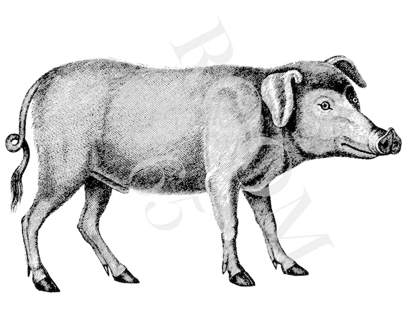 Vintage Pig Clipart