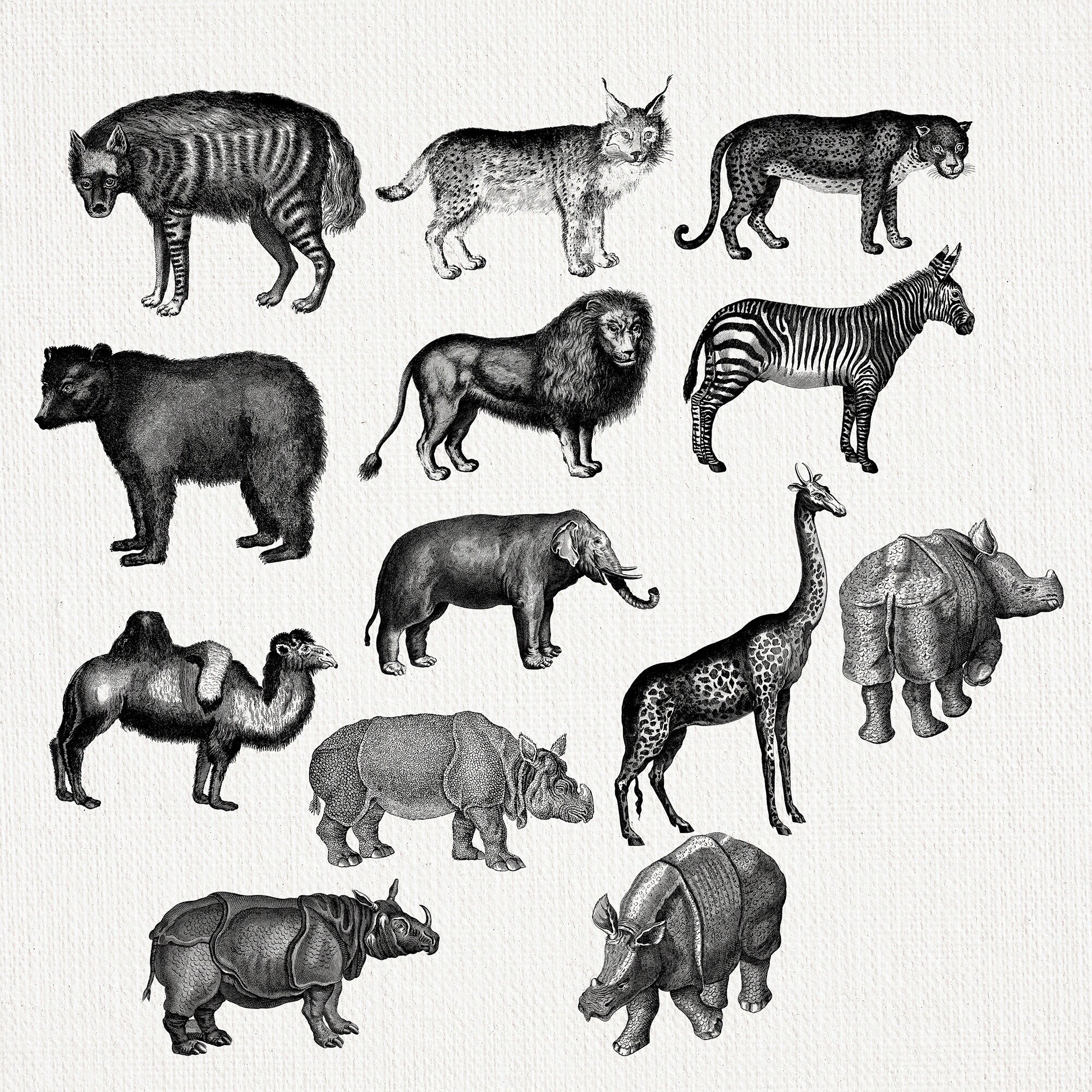 13 Vintage Wild Animal PNG Images Set Digital Download Printable ...
