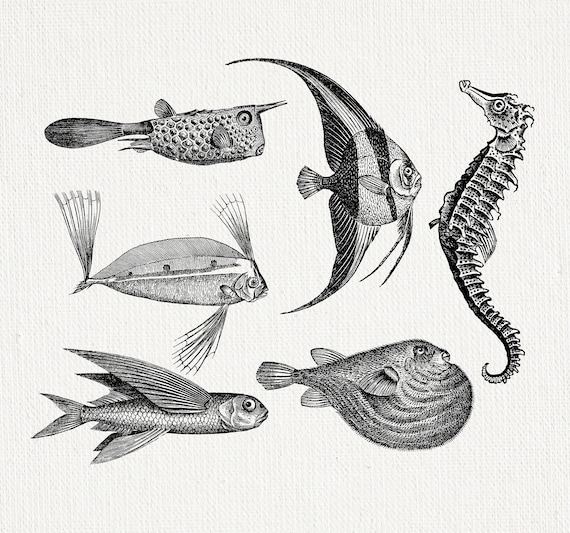 Fish Clipart, Fishing Clipart, Nautical Clipart, Fish Digital Download, Vintage Nautical Fish Illustration Ocean Clipart Colorful Fish PNG