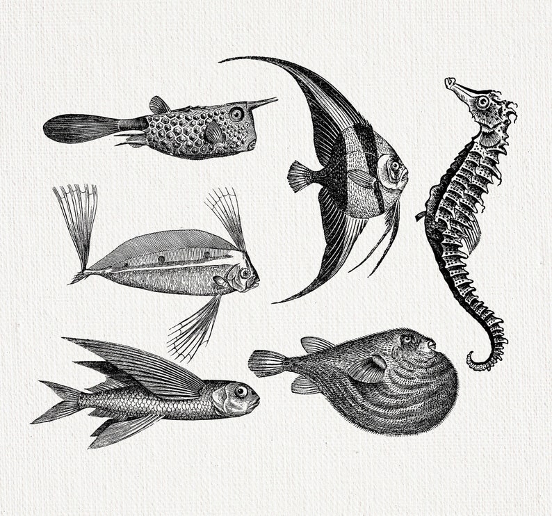 May include: A detailed black and white illustration of various marine creatures. The image includes a seahorse, a fish with large fins, and other unique fish species. The artwork is reminiscent of vintage scientific illustrations.