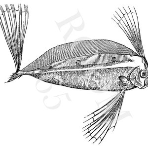 May include: A detailed black and white illustration of a fish, featuring prominent fan-shaped fins and a dorsal fin. The fish's body is elongated, with intricate linework. The image is presented on a clean white background, typical of scientific drawings.