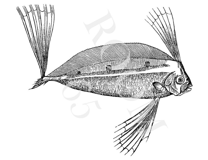 May include: A detailed black and white illustration of a fish, featuring prominent fan-shaped fins and a dorsal fin. The fish's body is elongated, with intricate linework. The image is presented on a clean white background, typical of scientific drawings.