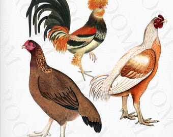 Illustrated chickens, Farm birds, Bird illustration, Chicken portraits, Bird illustration, Chicken portraits.