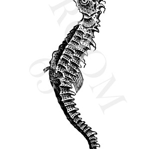 May include: A detailed black and white illustration of a seahorse. The seahorse is shown in profile, highlighting its distinctive form and intricate features. The image is set against a plain white background.