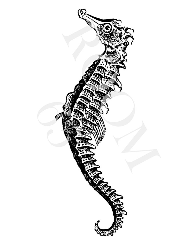 May include: A detailed black and white illustration of a seahorse. The seahorse is shown in profile, highlighting its distinctive form and intricate features. The image is set against a plain white background.
