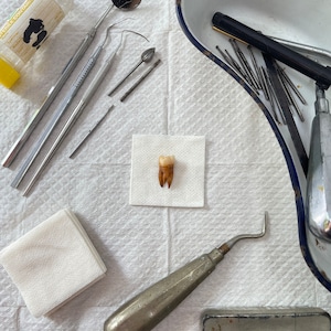 Individual Human Tooth - Molar tooth 2 or 3 root - Handmade!