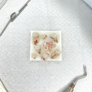 Human Wisdom Tooth Set - Handmade!