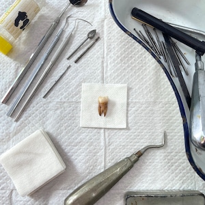 Individual Human Tooth - Molar tooth 2 or 3 root - Handmade!