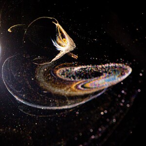 May include: Abstract art photograph with a swirling, iridescent pattern in shades of gold, blue, and purple on a black background. The pattern resembles a galaxy or nebula.