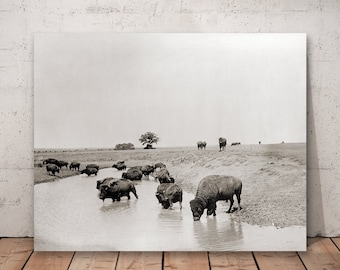 Yellowstone Bison Photograph: Vintage Buffalo Art Print