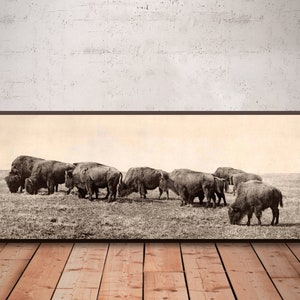 Fotografia d'epoca di un bufalo/bisonte americano della prateria al pascolo, stampa artistica murale raffigurante la fauna selvatica.