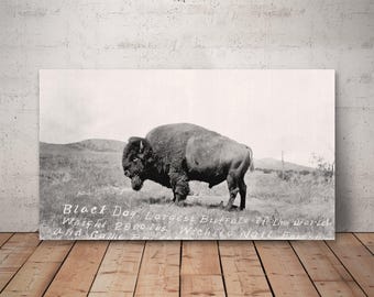 Legendary Bison Bull Photograph: Black Dog, Wichita National Forest