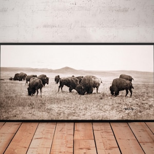 Antieke foto van grote kudde Amerikaanse bizons die graast in de vlaktes van Noord-Montana, vintage foto van buffels, kunst aan de muur buffel.
