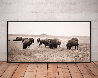 American Bison Photo Print: Montana Herd Grazing, Vintage Wall Art