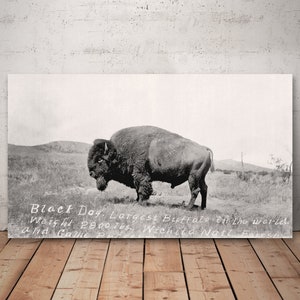 Legendary Bison Bull, Largest Buffalo in the World, historical American bison picture, black and white wildlife photograph.