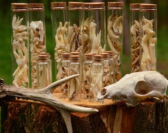 Fläschchen mit echten Tierzähnen: Wildschwein & Hirsch, Hexenkuriosum