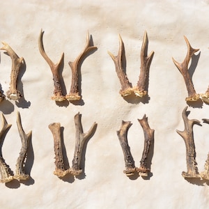 Roe Deer Antler Pair: Naturally Shed Small Antlers for Crafts