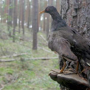 Può includere: Un uccello impagliato con piume grigio scuro e marroni appollaiato su un tronco d'albero. L'uccello ha un collo lungo, becco arancione e occhi rossi. Lo sfondo mostra una scena di foresta sfocata con fogliame verde e alberi alti.
