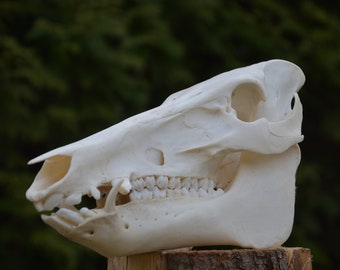 skull Genuine wild boar tusks jewellery teeth bracelet no. 54 bone trophy taxidermy tooth necklace
