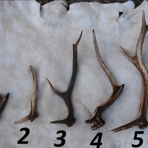 May include: Five antler sheds of varying sizes, numbered 1 through 5, arranged on a white surface. The antlers are brown and have a natural, rough texture.