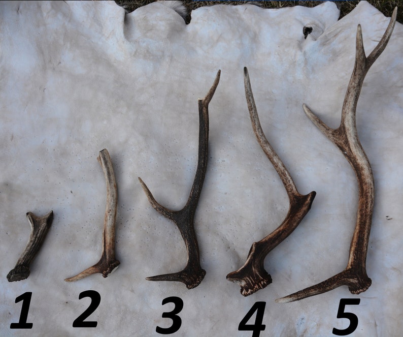 May include: Five antler sheds of varying sizes, numbered 1 through 5, arranged on a white surface. The antlers are brown and have a natural, rough texture.