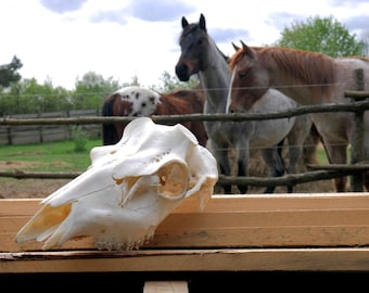 Pristine White Red Deer Skull: European Cervus Elaphus