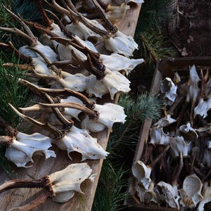 Op de afbeelding: Een verzameling geweien en schedels van herten, sommige gerangschikt op een houten oppervlak met dennennaalden, andere in een houten kist. De geweien zijn bruin en de schedels wit, wat een natuurlijke, rustieke uitstraling creëert.