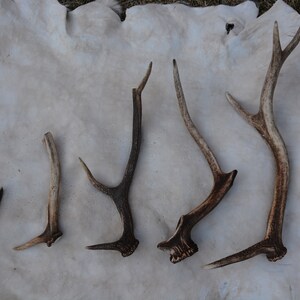 May include: Six antler sheds of varying sizes and shapes, arranged in a row on a white background.