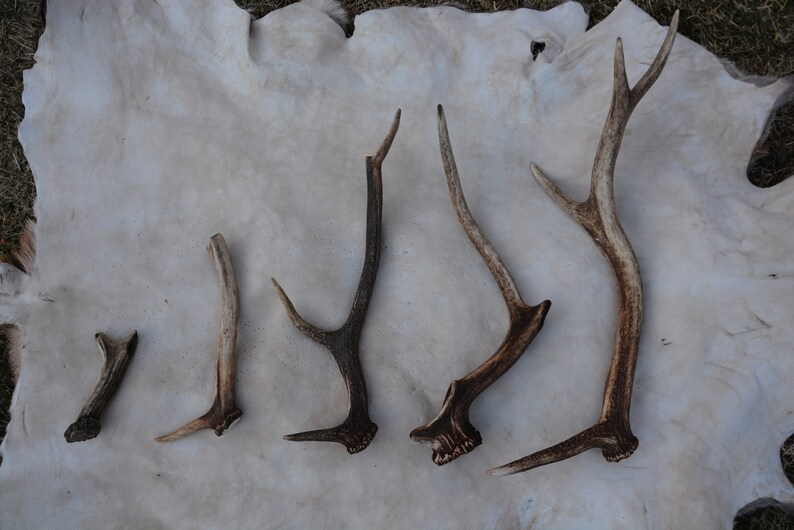 May include: Six antler sheds of varying sizes and shapes, arranged in a row on a white background.