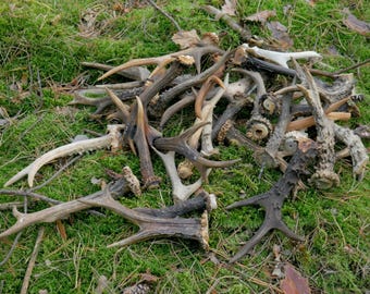 May include: A pile of deer antlers in shades of brown and beige, resting on a bed of green moss and fallen leaves. The antlers display a variety of shapes and sizes, with a textured surface.