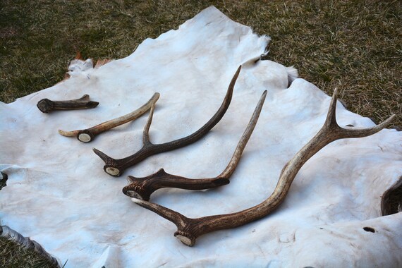 Red Deer Antler: European Craft Grade Antler (Per Piece)