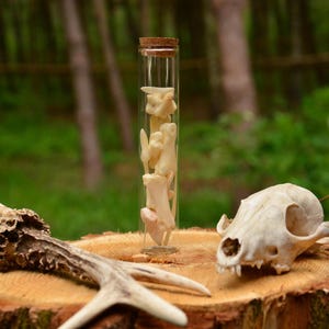 May include: A collection of natural history items displayed on a tree stump. Includes a clear glass vial with bones, a deer antler, and a skull. The background is a blurred green forest.