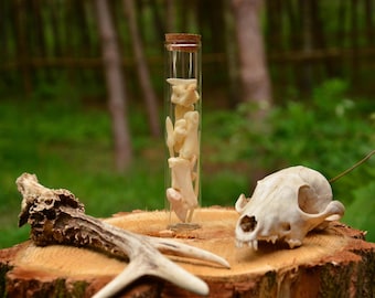 Roe Deer Leg Bones in Glass Vial: Curio Collector Display