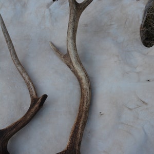 May include: Two brown antler sheds on a white background. The antlers are curved and have a natural, rustic look.