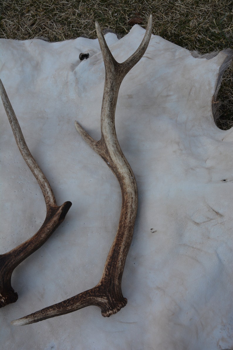 May include: Two brown antler sheds on a white background. The antlers are curved and have a natural, rustic look.